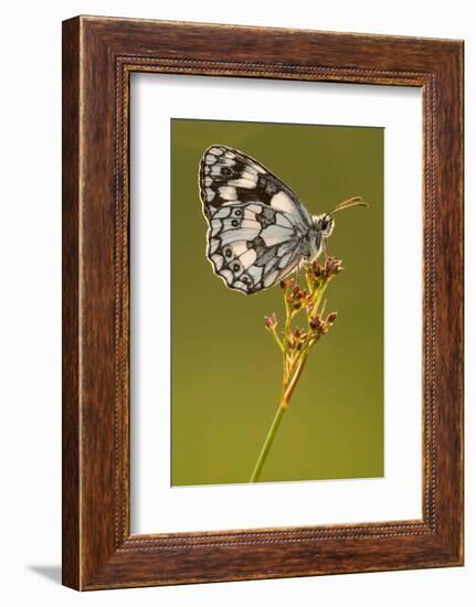 Marbled white butterfly resting on reed, Devon, UK-Ross Hoddinott-Framed Photographic Print