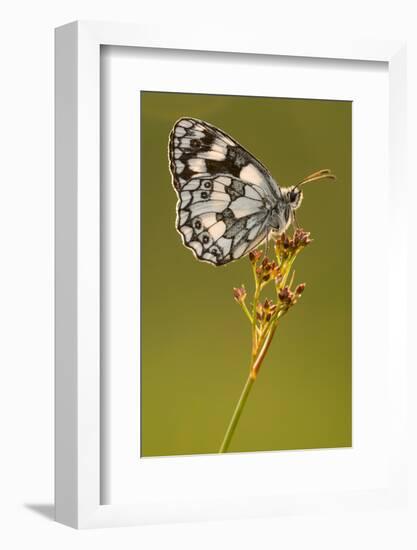 Marbled white butterfly resting on reed, Devon, UK-Ross Hoddinott-Framed Photographic Print