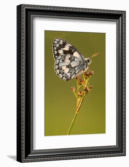 Marbled white butterfly resting on reed, Devon, UK-Ross Hoddinott-Framed Photographic Print