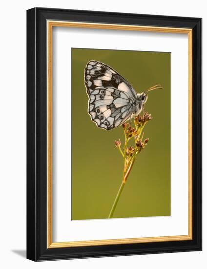 Marbled white butterfly resting on reed, Devon, UK-Ross Hoddinott-Framed Photographic Print