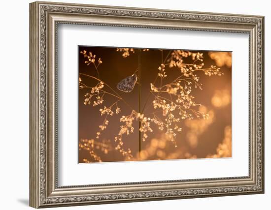 Marbled white butterfly roosting early morning, Devon, UK-Ross Hoddinott-Framed Photographic Print