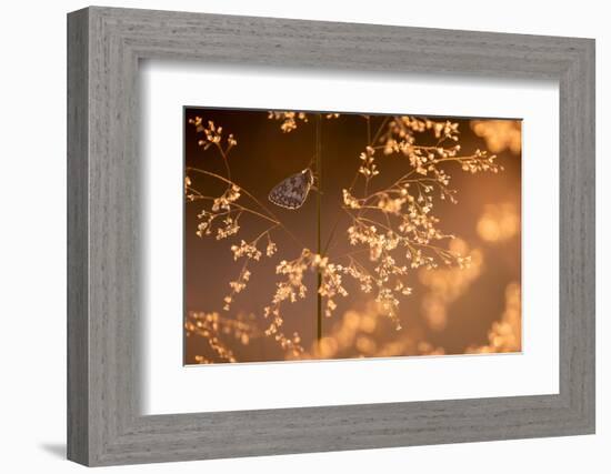 Marbled white butterfly roosting early morning, Devon, UK-Ross Hoddinott-Framed Photographic Print