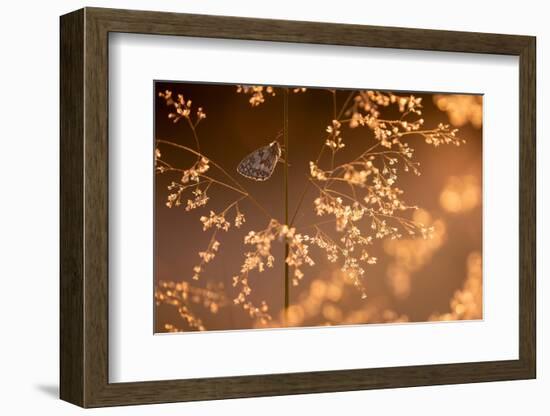 Marbled white butterfly roosting early morning, Devon, UK-Ross Hoddinott-Framed Photographic Print