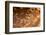 Marbled white butterfly roosting early morning, Devon, UK-Ross Hoddinott-Framed Photographic Print