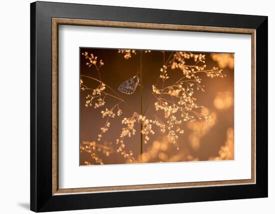 Marbled white butterfly roosting early morning, Devon, UK-Ross Hoddinott-Framed Photographic Print