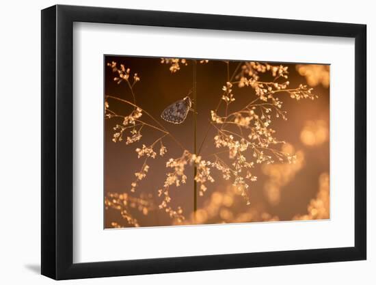 Marbled white butterfly roosting early morning, Devon, UK-Ross Hoddinott-Framed Photographic Print