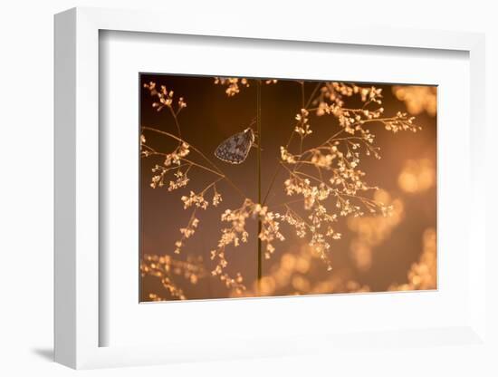 Marbled white butterfly roosting early morning, Devon, UK-Ross Hoddinott-Framed Photographic Print