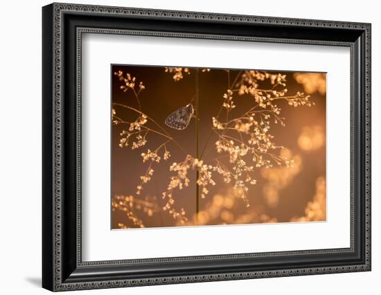 Marbled white butterfly roosting early morning, Devon, UK-Ross Hoddinott-Framed Photographic Print