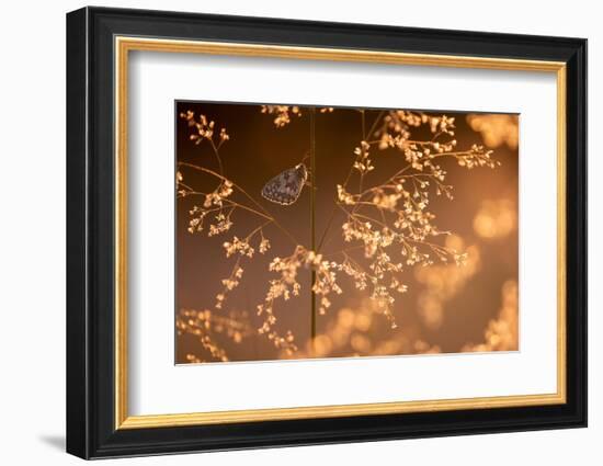 Marbled white butterfly roosting early morning, Devon, UK-Ross Hoddinott-Framed Photographic Print