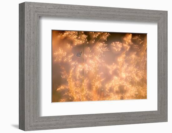 Marbled white butterfly roosting early morning, Devon, UK-Ross Hoddinott-Framed Photographic Print