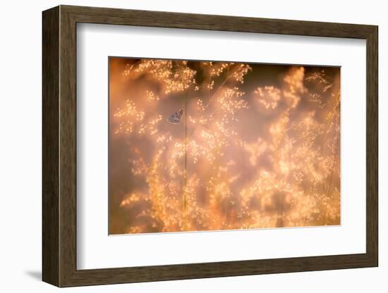 Marbled white butterfly roosting early morning, Devon, UK-Ross Hoddinott-Framed Photographic Print