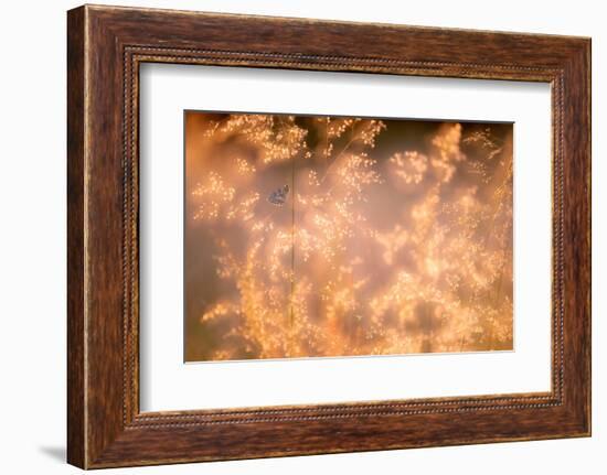 Marbled white butterfly roosting early morning, Devon, UK-Ross Hoddinott-Framed Photographic Print