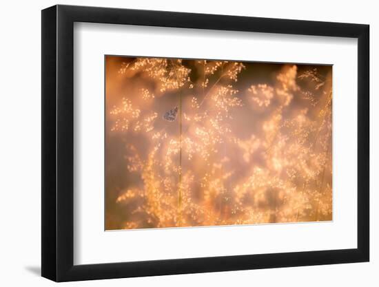 Marbled white butterfly roosting early morning, Devon, UK-Ross Hoddinott-Framed Photographic Print