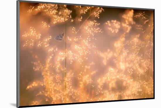 Marbled white butterfly roosting early morning, Devon, UK-Ross Hoddinott-Mounted Photographic Print