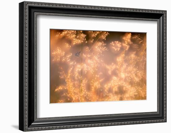 Marbled white butterfly roosting early morning, Devon, UK-Ross Hoddinott-Framed Photographic Print