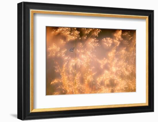 Marbled white butterfly roosting early morning, Devon, UK-Ross Hoddinott-Framed Photographic Print