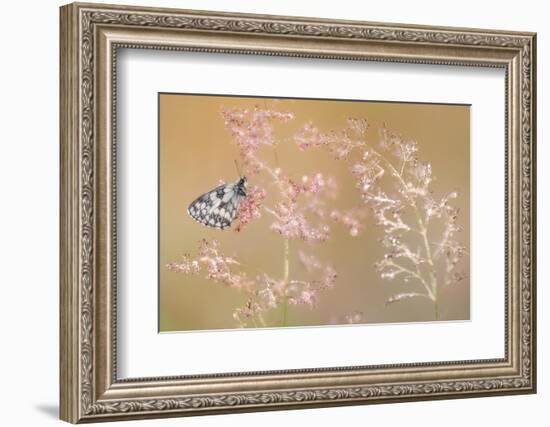 Marbled white butterfly roosting on grass, Devon, UK-Ross Hoddinott-Framed Photographic Print