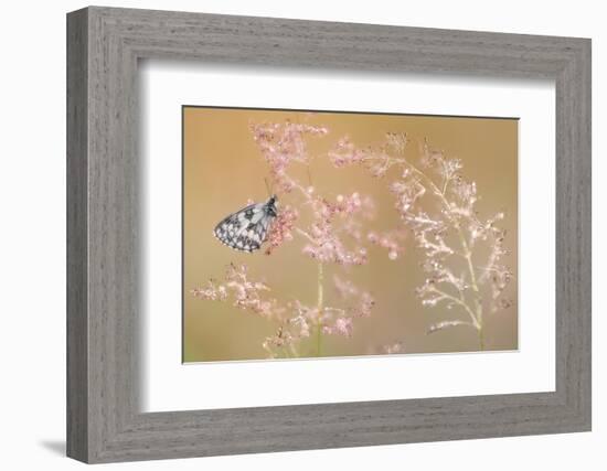 Marbled white butterfly roosting on grass, Devon, UK-Ross Hoddinott-Framed Photographic Print