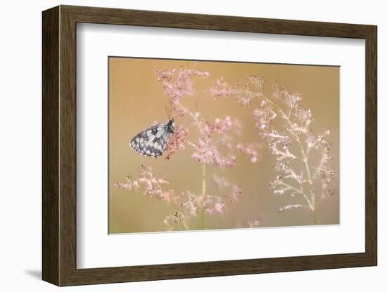 Marbled white butterfly roosting on grass, Devon, UK-Ross Hoddinott-Framed Photographic Print