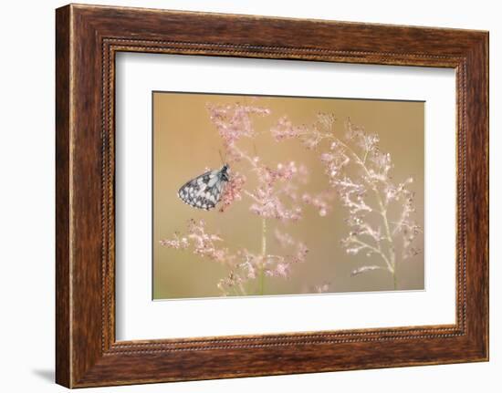 Marbled white butterfly roosting on grass, Devon, UK-Ross Hoddinott-Framed Photographic Print