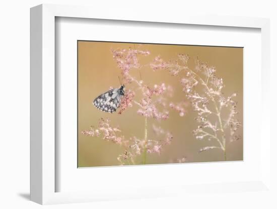 Marbled white butterfly roosting on grass, Devon, UK-Ross Hoddinott-Framed Photographic Print