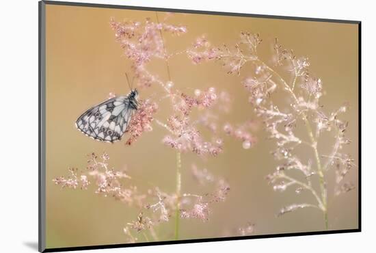 Marbled white butterfly roosting on grass, Devon, UK-Ross Hoddinott-Mounted Photographic Print