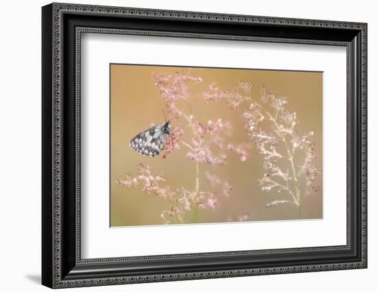 Marbled white butterfly roosting on grass, Devon, UK-Ross Hoddinott-Framed Photographic Print