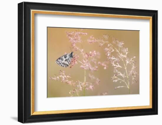 Marbled white butterfly roosting on grass, Devon, UK-Ross Hoddinott-Framed Photographic Print