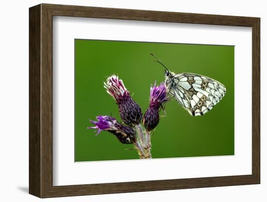 Marbled white butterfly underside, near Holsworthy, Devon, UK-Ross Hoddinott-Framed Photographic Print