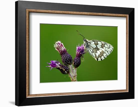 Marbled white butterfly underside, near Holsworthy, Devon, UK-Ross Hoddinott-Framed Photographic Print