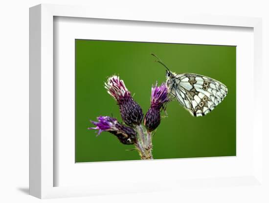 Marbled white butterfly underside, near Holsworthy, Devon, UK-Ross Hoddinott-Framed Photographic Print