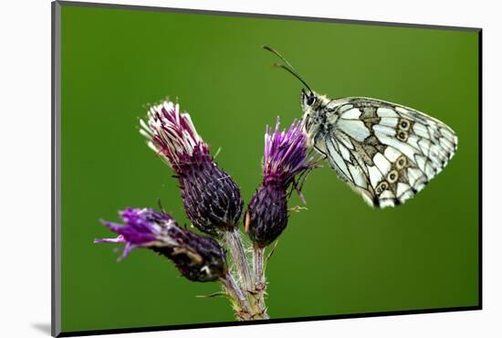 Marbled white butterfly underside, near Holsworthy, Devon, UK-Ross Hoddinott-Mounted Photographic Print