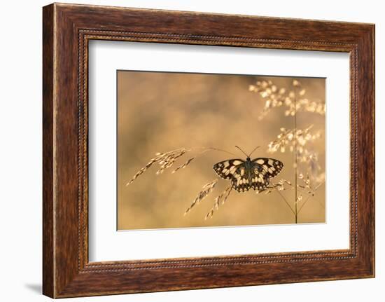 Marbled white butterfly, Volehouse Moor, Devon, UK-Ross Hoddinott-Framed Photographic Print