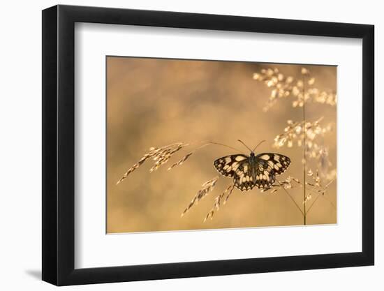 Marbled white butterfly, Volehouse Moor, Devon, UK-Ross Hoddinott-Framed Photographic Print