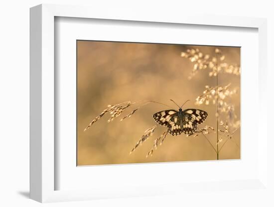 Marbled white butterfly, Volehouse Moor, Devon, UK-Ross Hoddinott-Framed Photographic Print