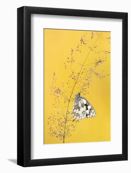 Marbled white butterfly, Volehouse Moor, Devon, UK-Ross Hoddinott-Framed Photographic Print