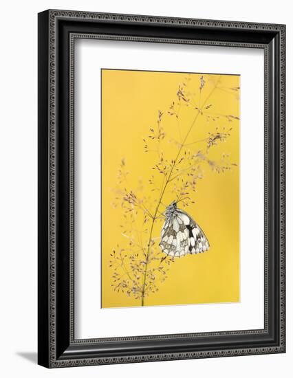 Marbled white butterfly, Volehouse Moor, Devon, UK-Ross Hoddinott-Framed Photographic Print