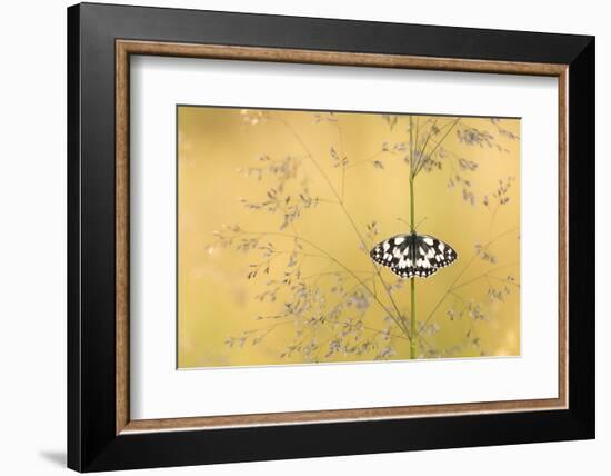 Marbled white butterfly, Volehouse Moor, Devon, UK-Ross Hoddinott-Framed Photographic Print