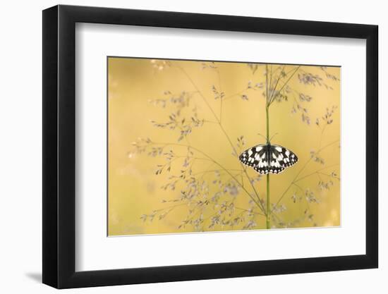 Marbled white butterfly, Volehouse Moor, Devon, UK-Ross Hoddinott-Framed Photographic Print