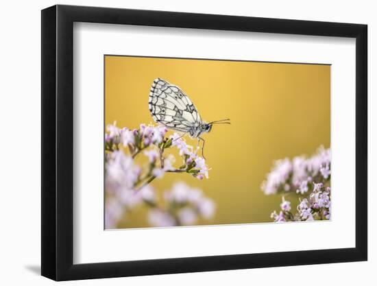 Marbled White butterfly, Volehouse Moor NR, Devon, UK-Ross Hoddinott-Framed Photographic Print