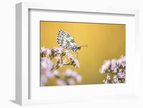 Marbled White butterfly, Volehouse Moor NR, Devon, UK-Ross Hoddinott-Framed Photographic Print