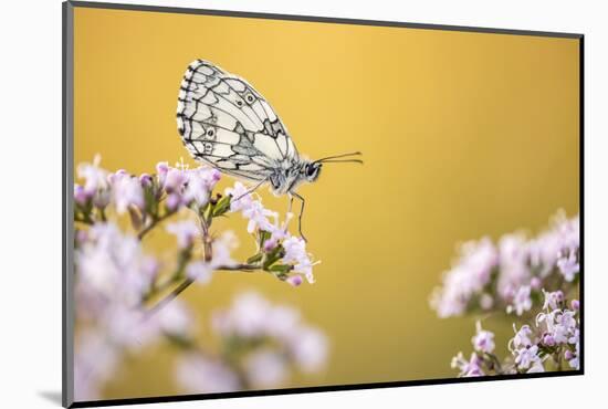 Marbled White butterfly, Volehouse Moor NR, Devon, UK-Ross Hoddinott-Mounted Photographic Print