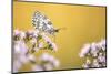 Marbled White butterfly, Volehouse Moor NR, Devon, UK-Ross Hoddinott-Mounted Photographic Print