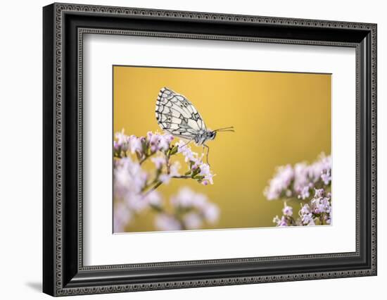 Marbled White butterfly, Volehouse Moor NR, Devon, UK-Ross Hoddinott-Framed Photographic Print