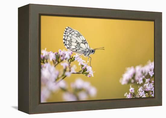 Marbled White butterfly, Volehouse Moor NR, Devon, UK-Ross Hoddinott-Framed Premier Image Canvas