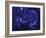 Marbleized Blue-Fractalicious-Framed Giclee Print