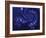 Marbleized Blue-Fractalicious-Framed Giclee Print