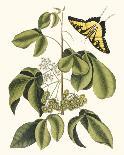 Papilio Antilochus-Marc Catesby-Stretched Canvas