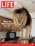 14-year-old Sinbad the Lion Standing on Counter in Owner's Las Vegas Kitchen, August 5, 2005-Marc Joseph-Premier Image Canvas