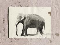 The Elephant-Marc Lacaze-Framed Art Print